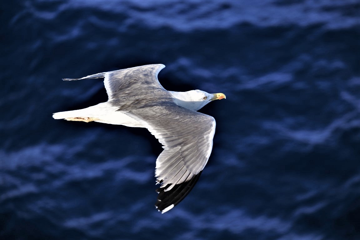seagull 3491310 1920