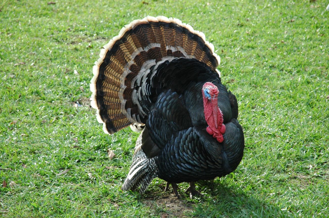 turkey 2355465 1920