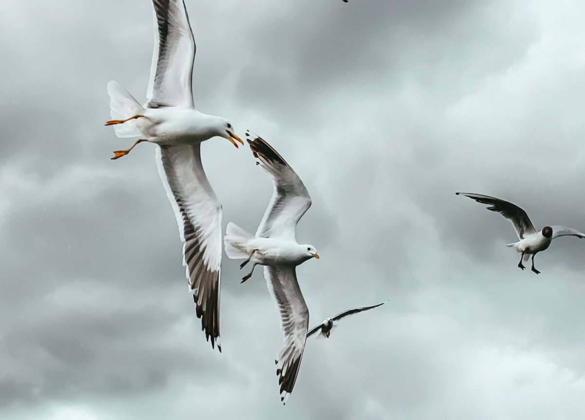 karin hiselius EROxfjSym1g unsplash