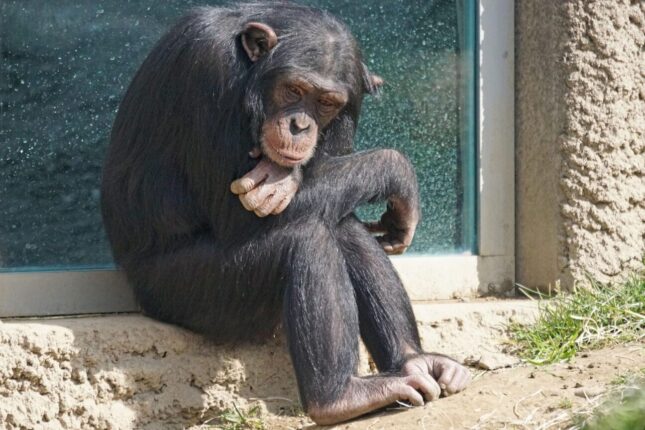 Θανατώθηκε χιμπατζής στο Αττικό Πάρκο