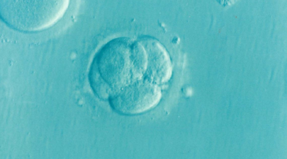 embryo 1514192 1920