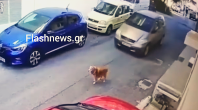 Σοκάρει βίντεο στο Ηρακλειο με οδηγό και θύμα έναν σκυλο 0 8 screenshot