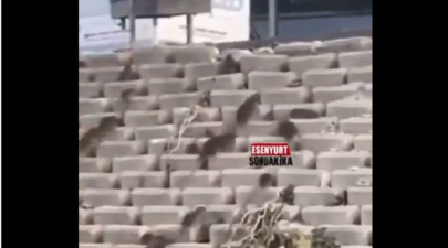 ποντικια