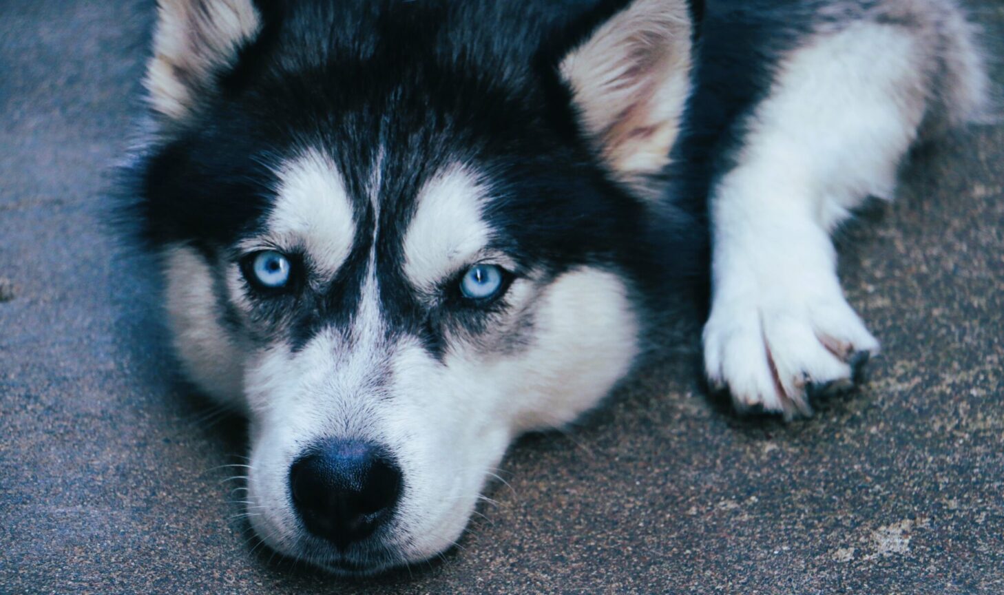 Αράχωβα Όλιβερ 1 2048x1214 1