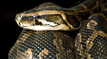 constrictor 2808200 1280