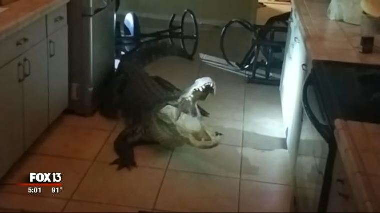 Florida woman comes face to face with alligator in kitchen 0 35 screenshot
