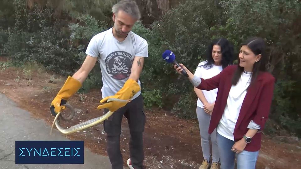φίδι 1