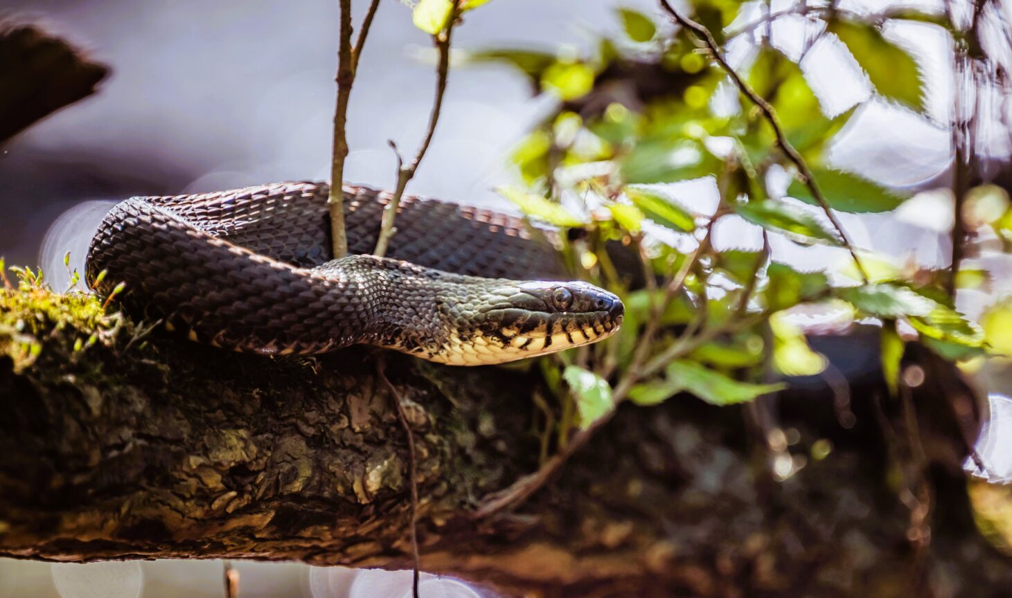 Σύρος: Σε σοβαρή κατάσταση στο νοσοκομείο 13χρονος μετά από δάγκωμα οχιάς