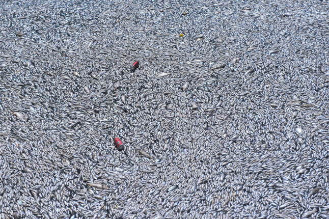 Φωτογραφία για: Πόλεμος ευθυνών για τα νεκρά ψάρια στο Βόλο - Κουρέτας προς Μπέο: «Το Θεσσαλικό Θέατρο έχασε έναν μεγάλο πρωταγωνιστή» 5 6296227