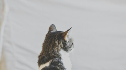 chinda sam mIA19cEaArk unsplash