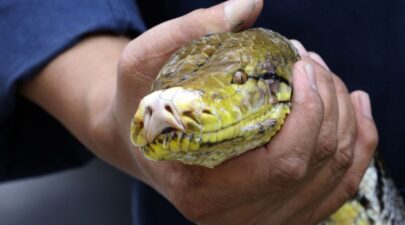 pythonas tailandi gynaika