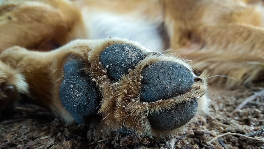 ποδι σκυλου