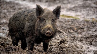 wild boar 7800887 1280