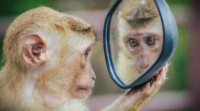 monkey 3512996 1280