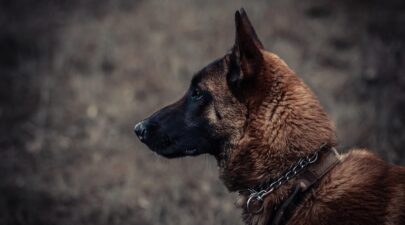 dog 6112618 1280