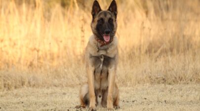 malinois dog 5591142 1280