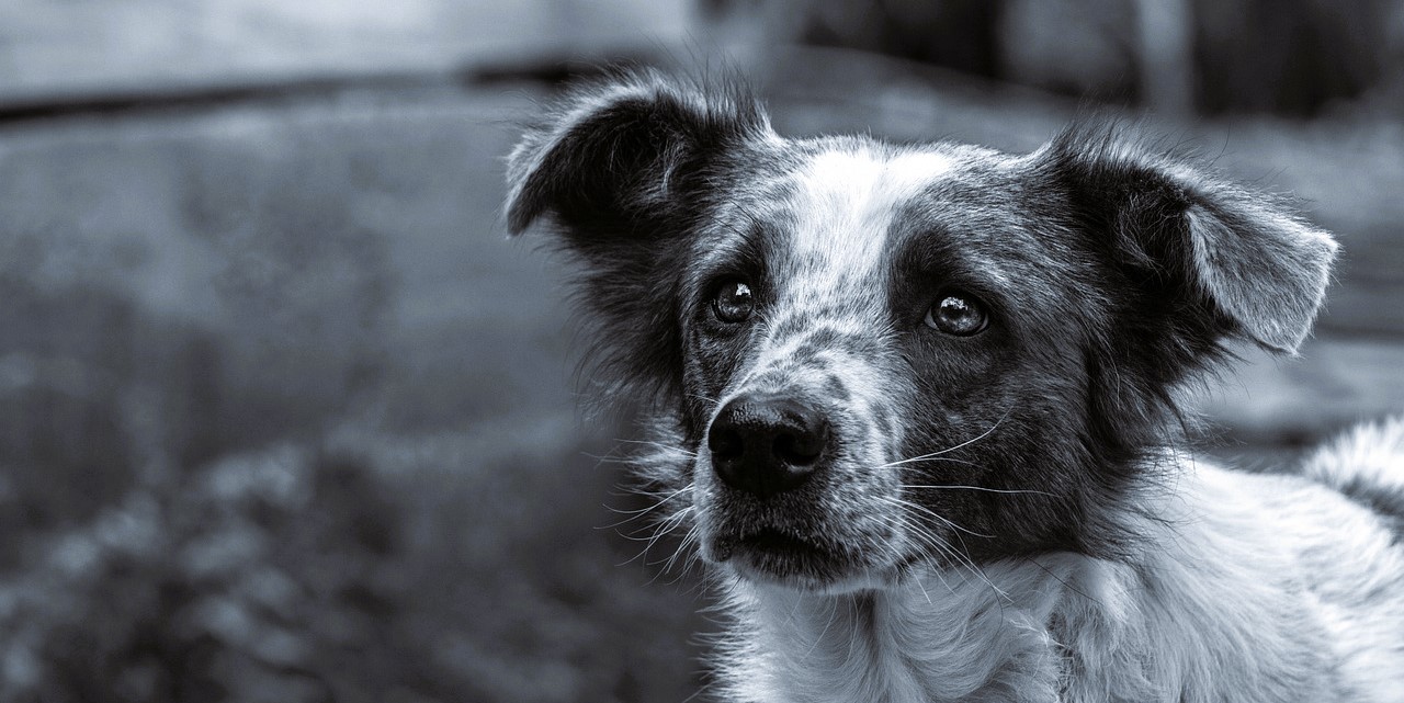 dog 4897327 1280