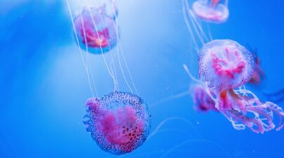 μεδουσα μωβ