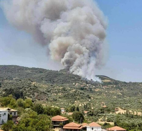 fotia kalamata