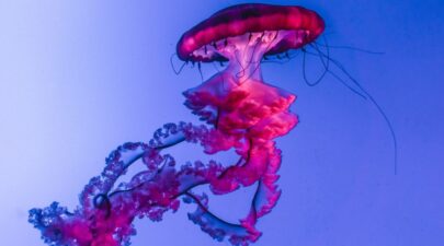 tony reid ilbOxH2ZL6Q unsplash 1 1210x864 1