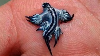 Καταγραφή 29