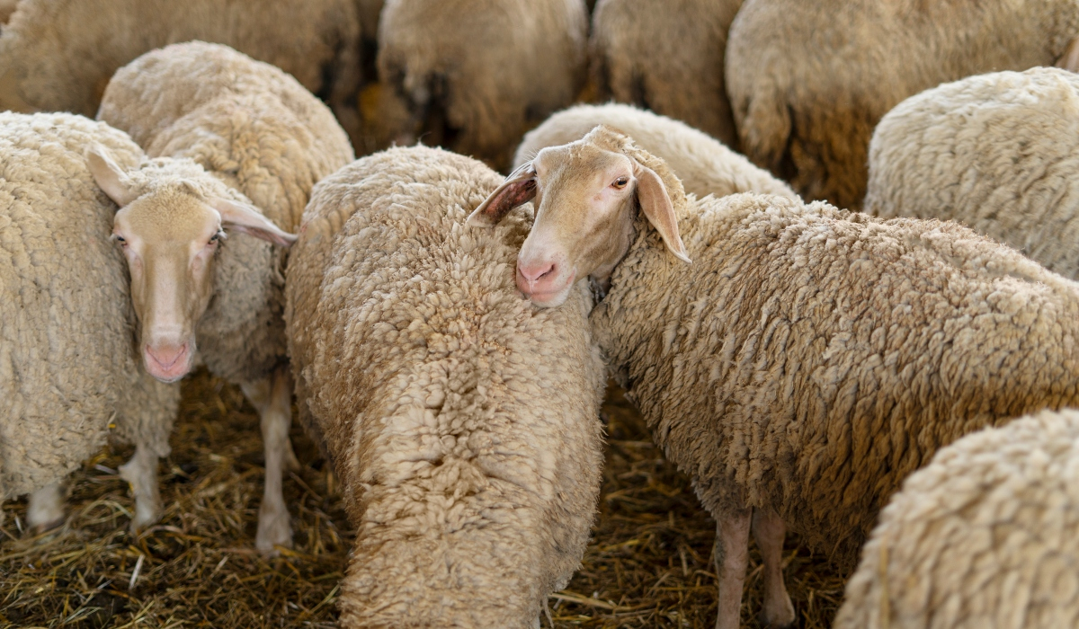 Υπουργείο Αγροτικής Ανάπτυξης: Καμία χαλάρωση στα μέτρα για ευλογιά και αφθώδη πυρετό ενόψει Πάσχα