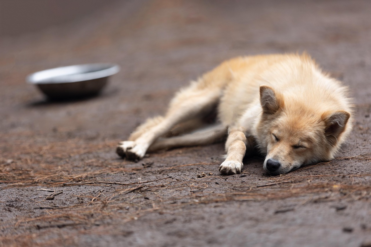 dog 7409311 1280