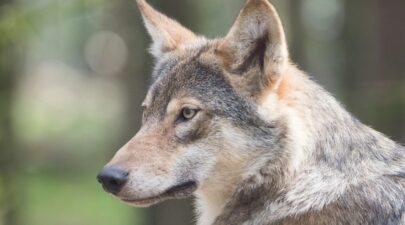 υβρίδιο λύκου και σκύλου