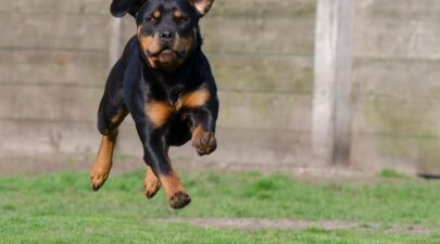 rottweiler 747859 1280