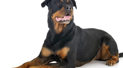 BREED Hero 0109 rottweiler