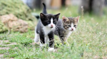 cats 8105667 1280