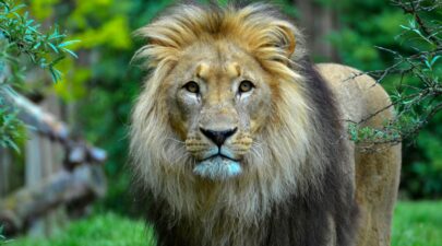 pexels evonics 2564889