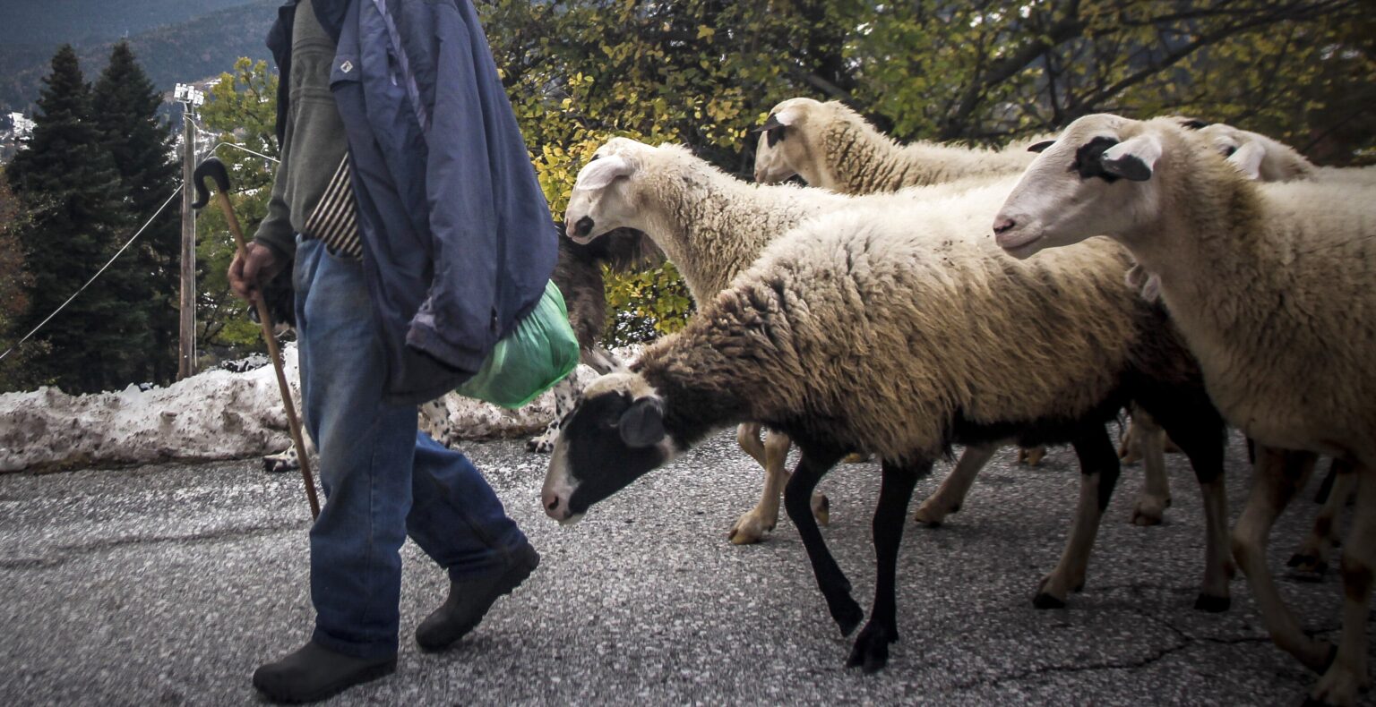 Έλληνας κτηνοτρόφος στην ύπαιθρο