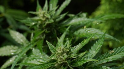 pexels blak7ta 31952158