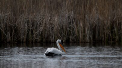 ygrotopos_mikri_prespa_pelekanos