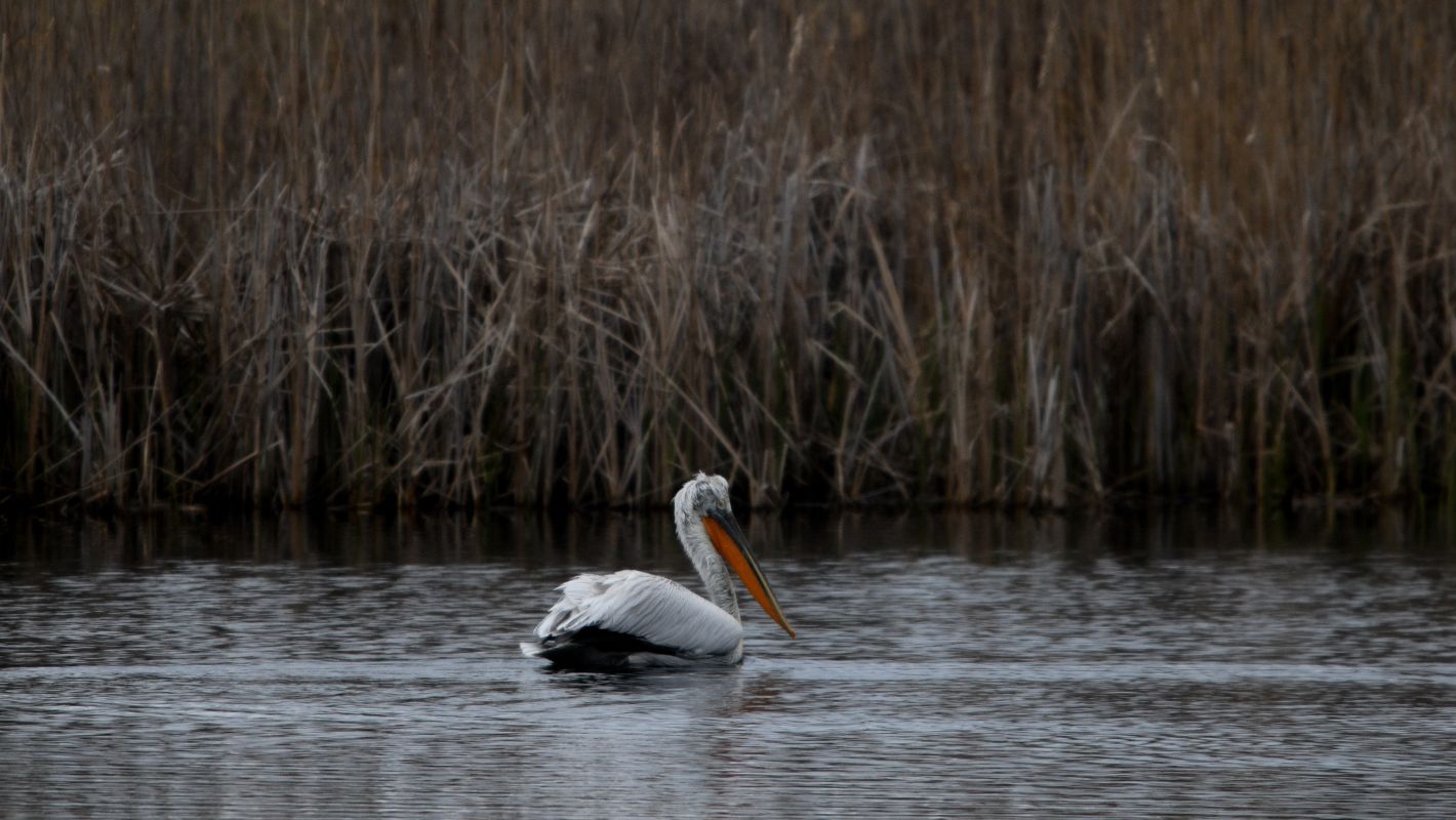 ygrotopos_mikri_prespa_pelekanos