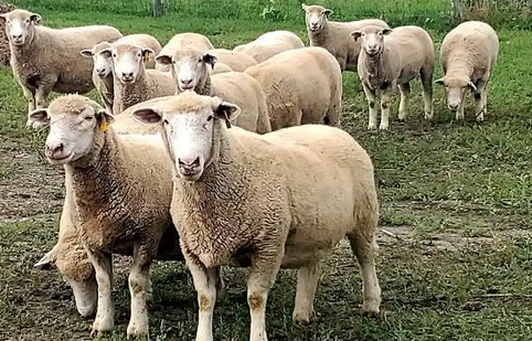 Screenshot 2026 03 15 183530