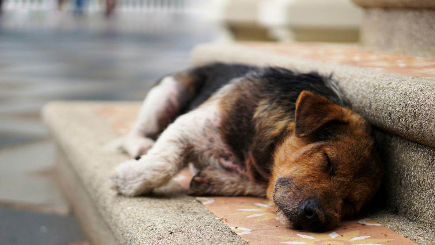 4 Απριλίου: Παγκόσμια Ημέρα Αδέσποτων Ζώων