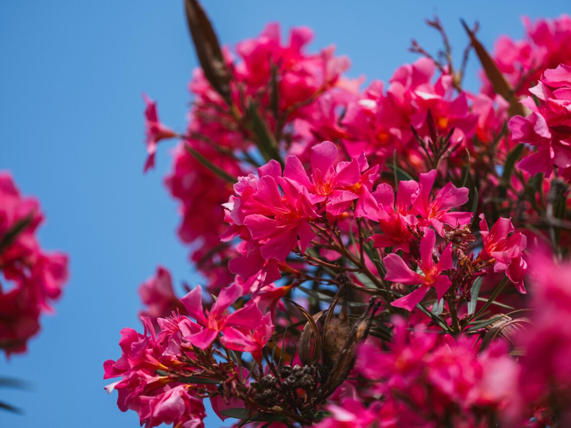 ΕΟΔΥ: Ξεριζώστε τις «τοξικές» πικροδάφνες
