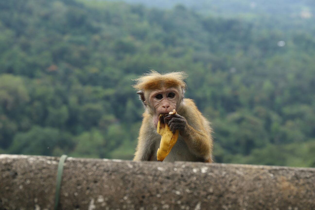 Γιβραλτάρ: Οι διάσημοι μακάκες τρώνε επίτηδες λάσπη ώστε να αντιμετωπίσουν το junk food των τουριστών