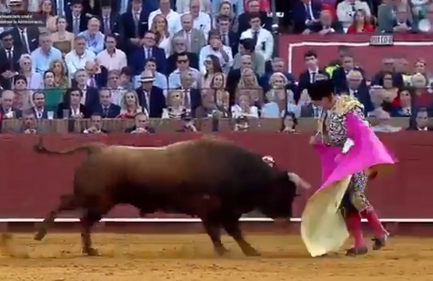 Σεβίλλη: Ταύρος κάρφωσε πασίγνωστο ταυρομάχο – Σκληρές εικόνες