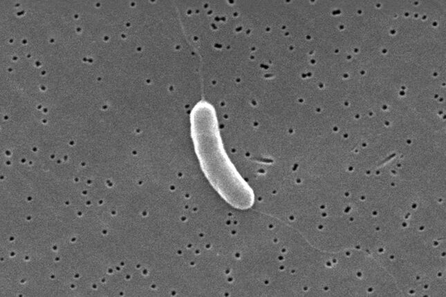 Vibrio vulnificus