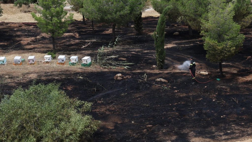 Άλσος Βεΐκου: Συνελήφθη ο μελισσοκόμος που προκάλεσε τη φωτιά – Το πρόστιμο που θα πληρώσει