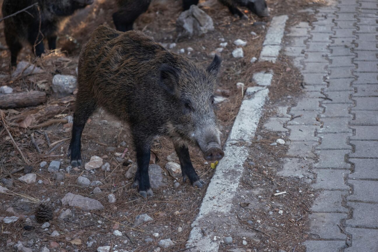 Πάτρα: Χαμός με αγριογούρουνα που περιφερόντουσαν στην Πανεπ