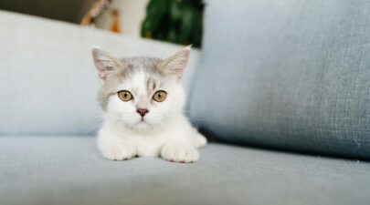 pexels tranmautritam 4961908