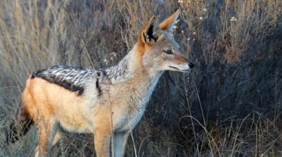 gexters jackal 1648765
