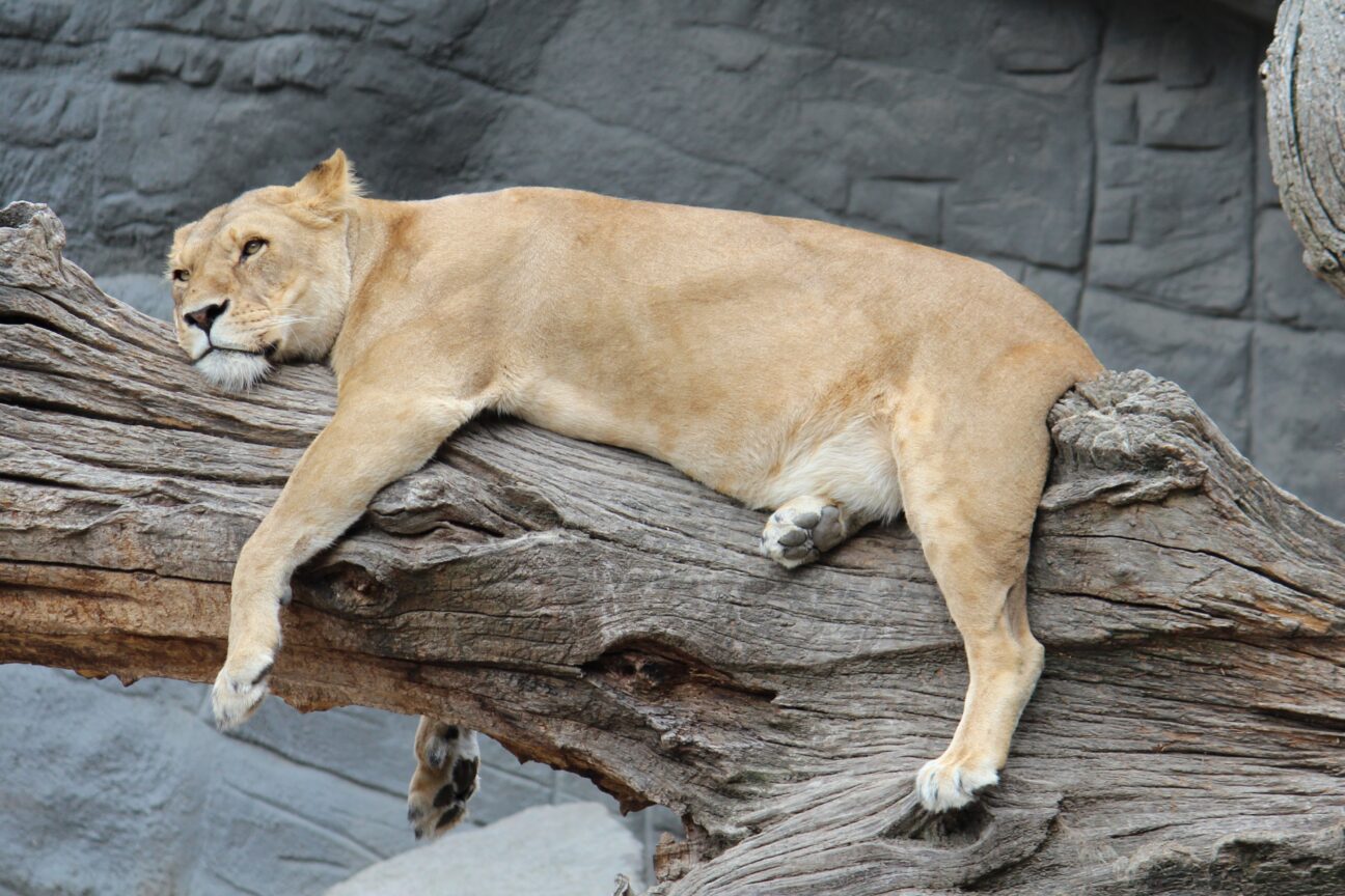 ulrichpruemm zoo 2156413