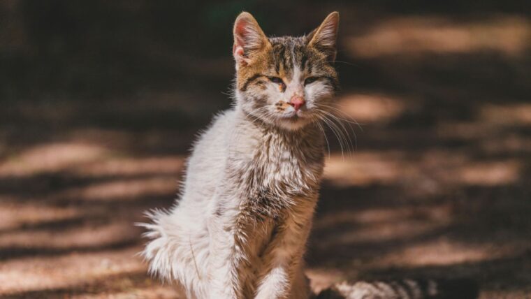 arrwsti gata pexels