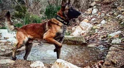 dog51