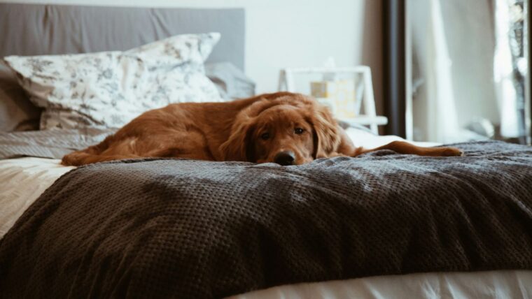 poli unsplash